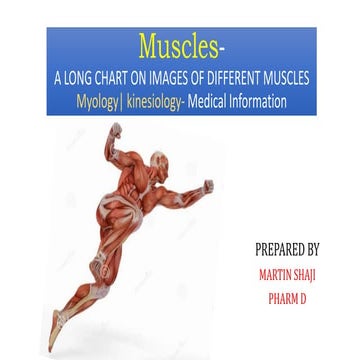 Muscles -A LONG CHART ON IMAGES OF DIFFERENT MUSCLES- Myology|, kinesiology- ...