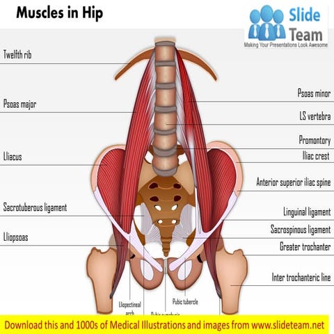 Muscles in-hip medical images for power point