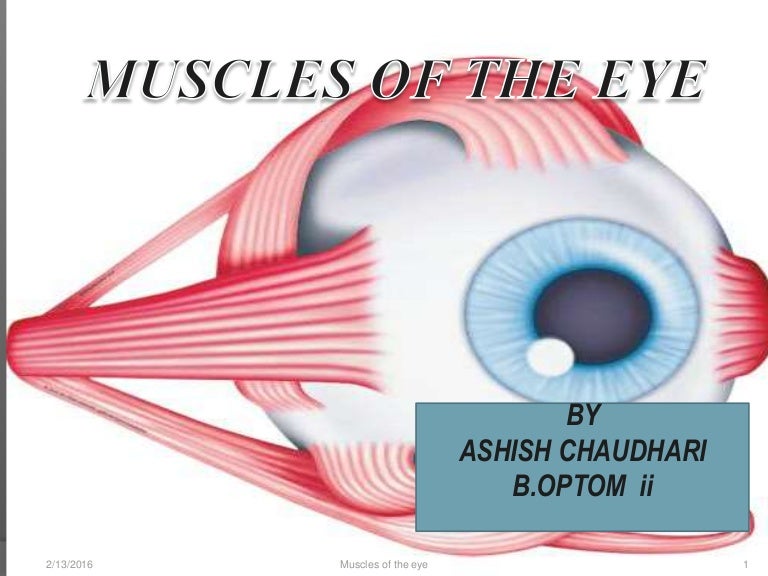 What Muscle Closes The Eye