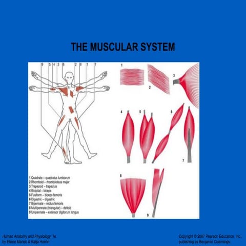 Muscles | PPTX