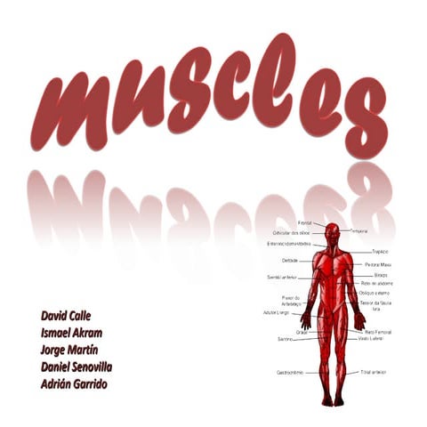 Muscles and movement