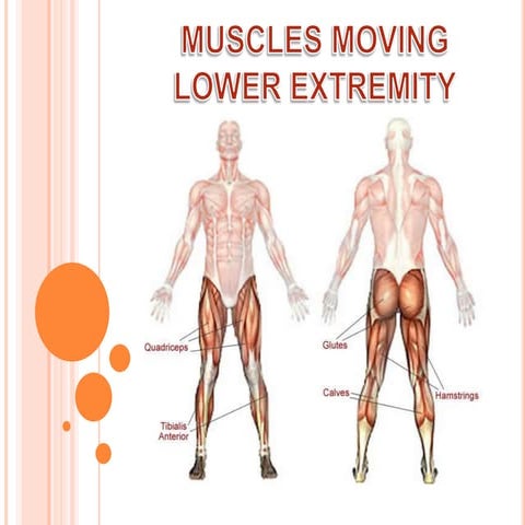 Muscles moving lower extremity.anat