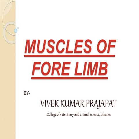 Muscles Of Fore Limb Of Cattle