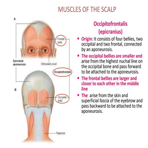 Muscles of head_&amp;_neck[1]