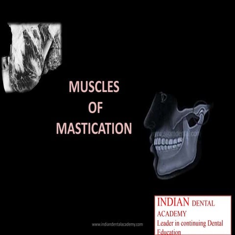 Muscles of mastication / dental courses