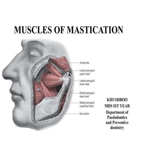 Muscles of mastication