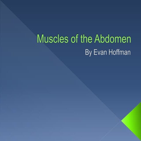Muscles of the Abdomen