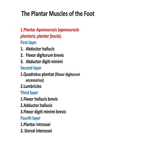 muscles of the foot.pptx