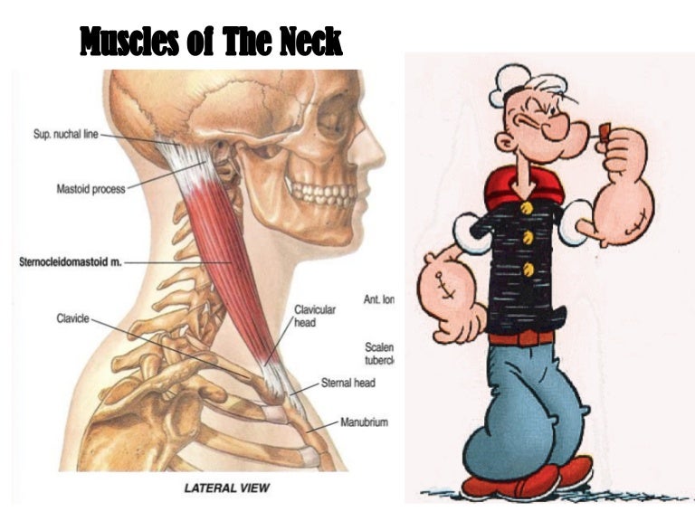 cervical muscles