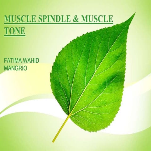 Muscle spindle &amp; muscle c tone
