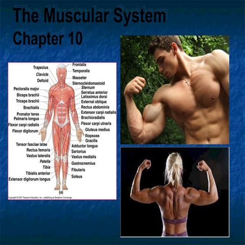 MUSCLES_POWERPOINT-it is explaining on the naming of the muscle and their nerves