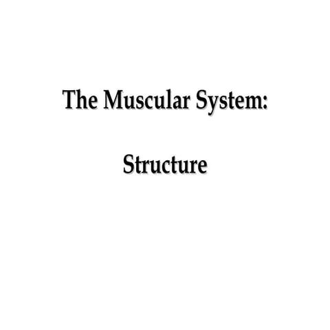 Muscle structure