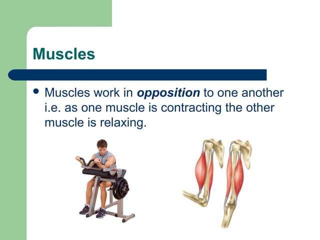 GCSE PE Revision: Antagonistic muscle pairs | PPTX