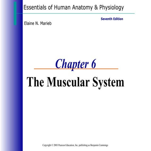 Muscle system