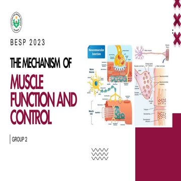 the mechanism of muscle function and control | PDF