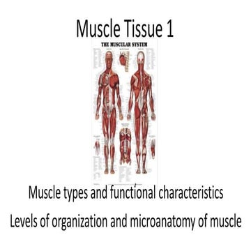 Muscle tissue 1