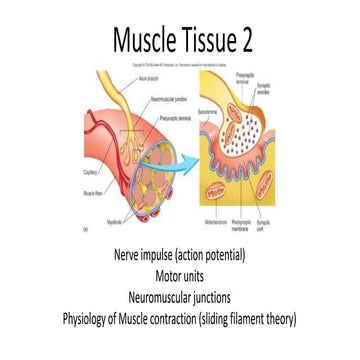 Muscle tissue 2