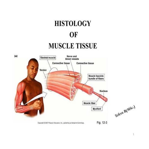 muscle tissue 2.pdffufygugyytyfyytygygygyf