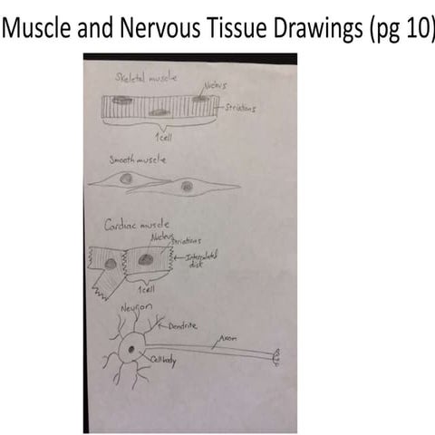 Muscle tissue drawings | PPT