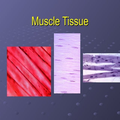 Muscle tissue | PPTX