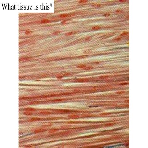 Muscle tissue practice questions