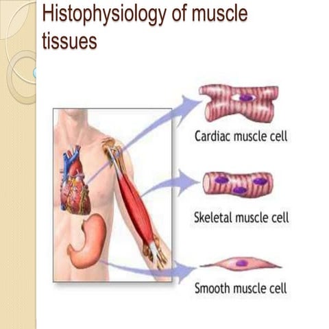 Muscle tissues