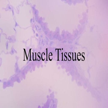 Muscle Tissues