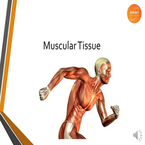 Muscle Tissue Types