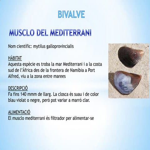 Musclo del mediterrani | PPTX