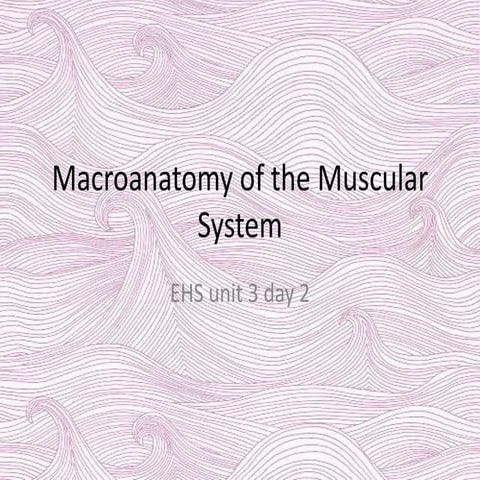 Muscular system 2