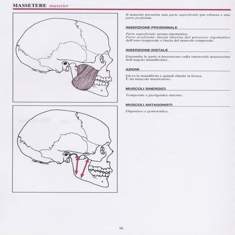 Muscoli anatomia funzionale | PDF