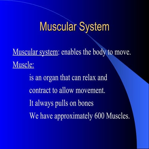 Muscular System