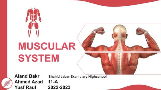 The Muscular System | PPTX