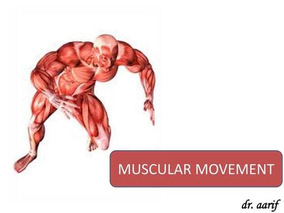Muscular system in insects | PPTX | Biological Sciences | Science