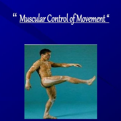 Muscular control of movement