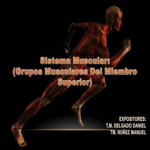 Musculos del Miembro Superior