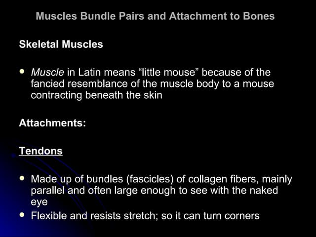 Lesson 2 tendons, ligaments, cartilage and joints | PPTX