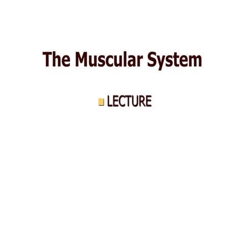 Muscular system Physiology
