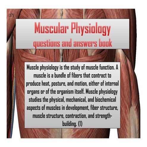 Muscular physiology (2)
