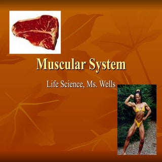 Muscular System