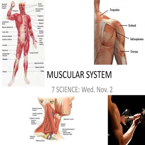 Muscular system