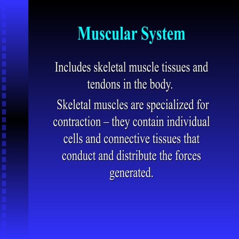 Muscular system