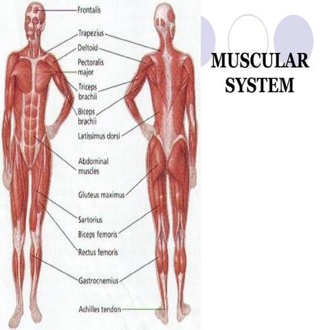 MASCULAR SYSTEM | PPT