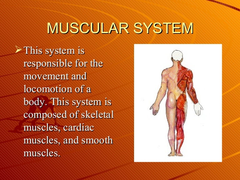 Muscular system