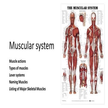Muscular system
