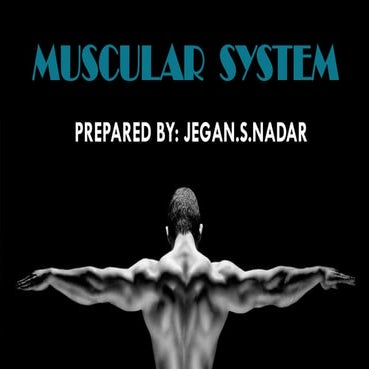 The Muscular system