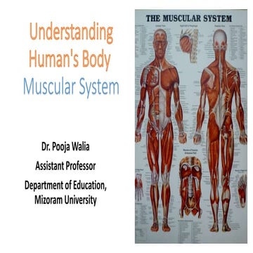 Muscular system
