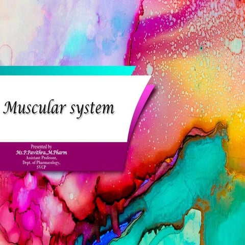 Muscular system