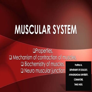 Muscular system