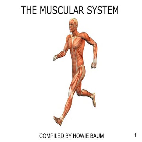 Muscular System............ Anatomy ang Physiology | PDF